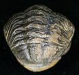 Bargain Enrolled Barrandeops (Phacops) Trilobite #11294-2